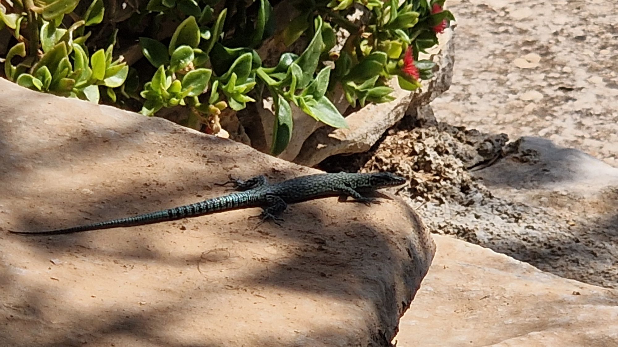 Eidechse genießt die Fjaka auf der Steinmauer
