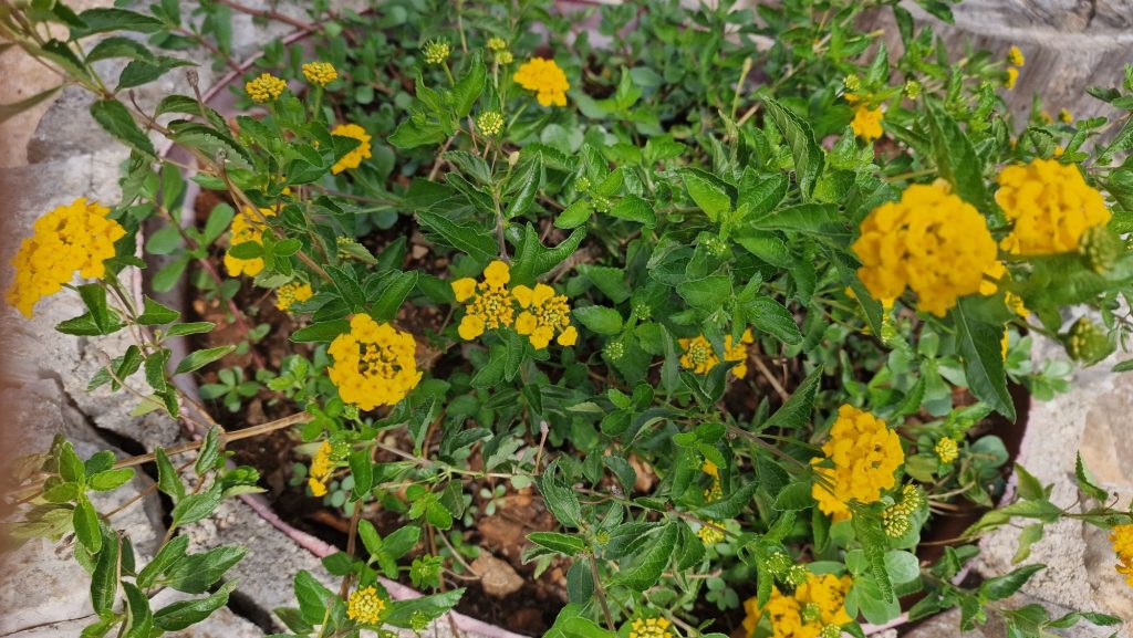 Gelbe Blüten im Topf am Weg zum Haus