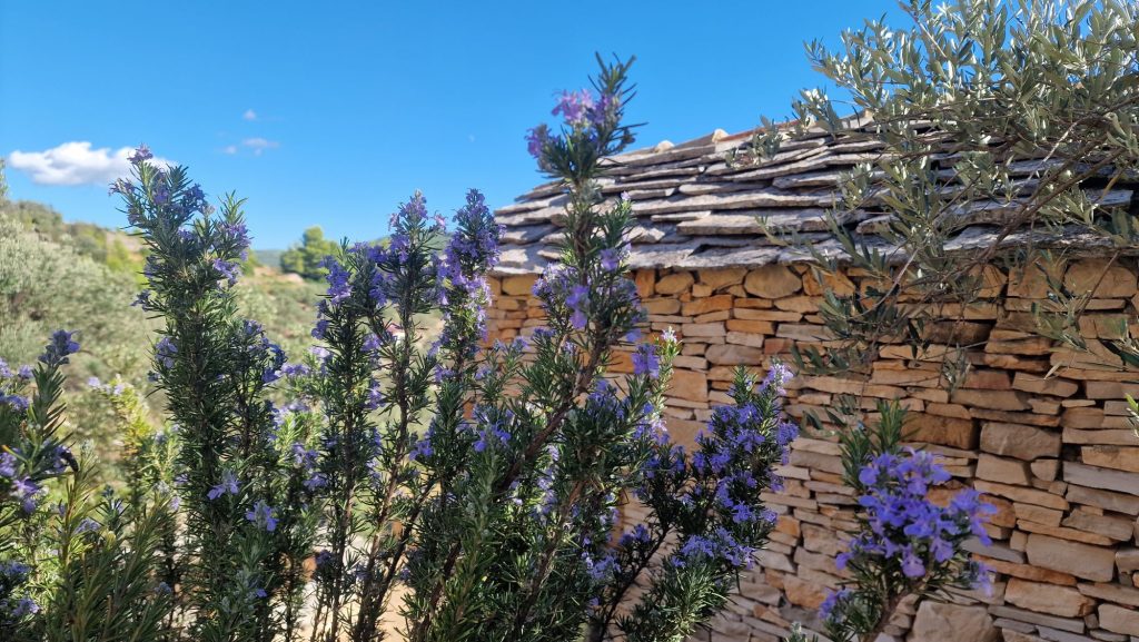 Blühender Rosmarin vor Trockenmauer