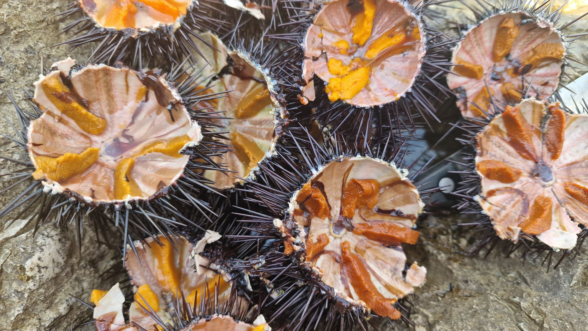 Geöffnete Seeigel mit ihren orangefarbenen Gonaden