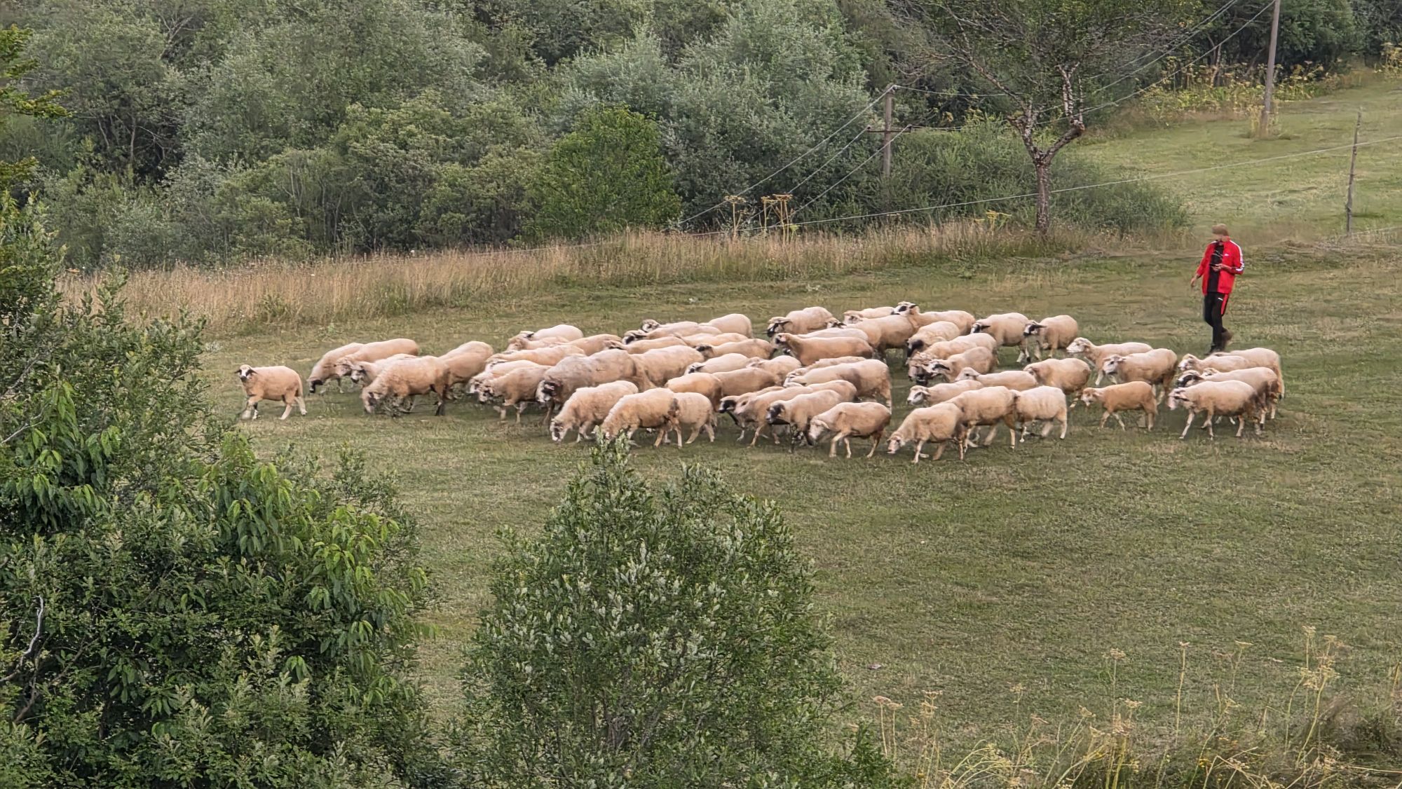 Schafe werden am Abend in Lëpushë nach Hause getrieben