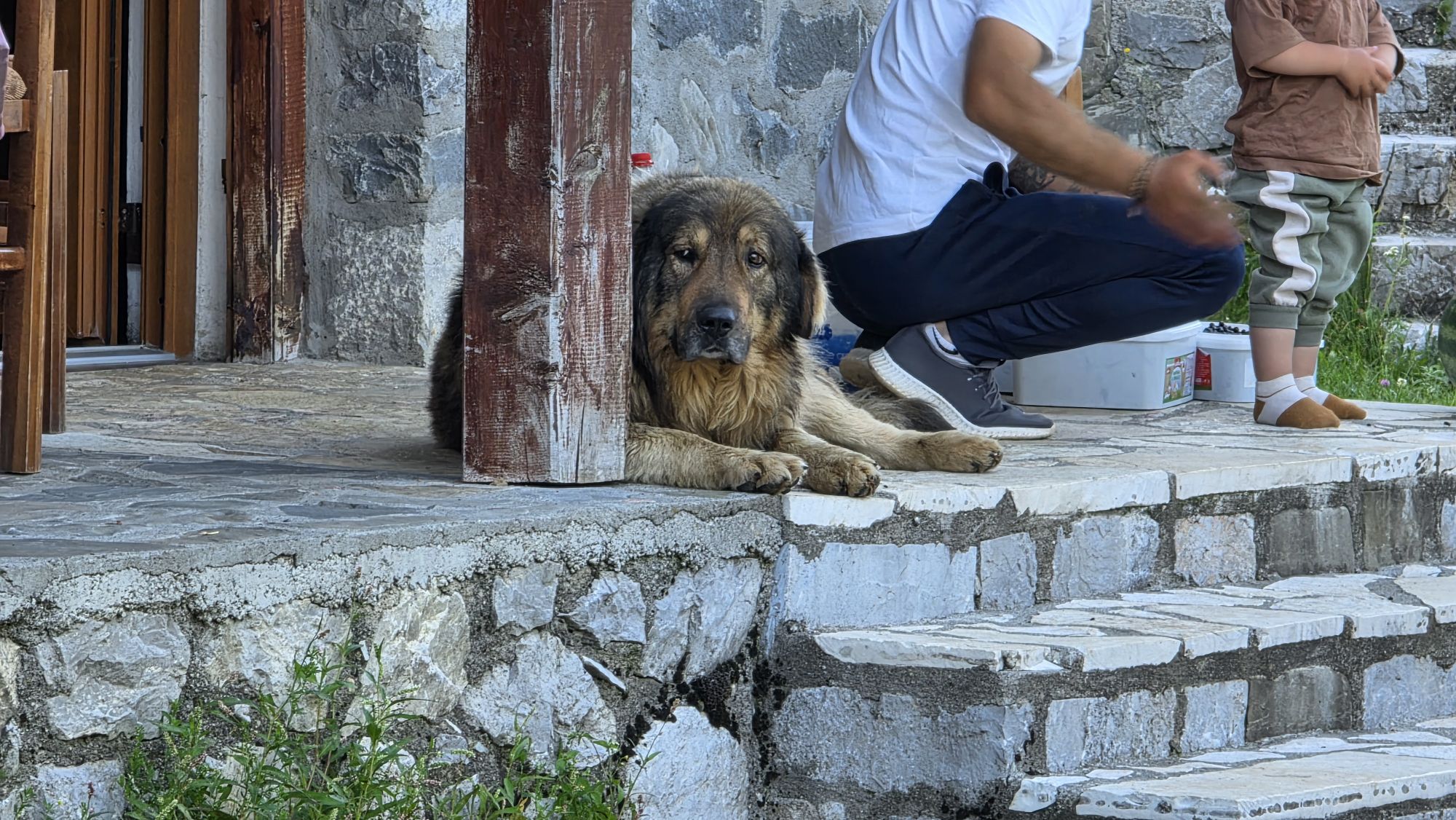 Großer ruhiger Haushund im Guesthouse Alpini