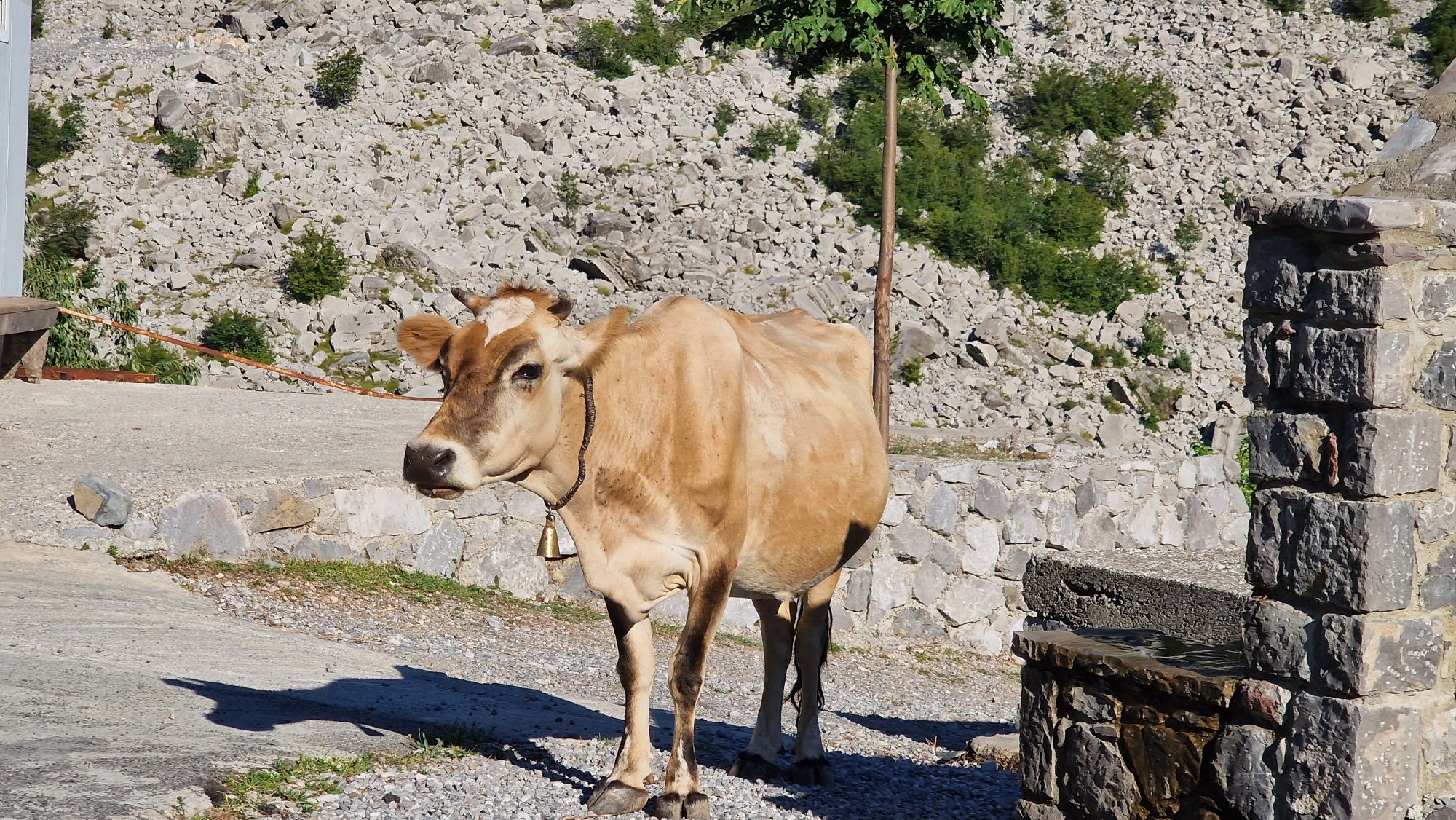 Kühe auf einer schmalen Straße bei Doli