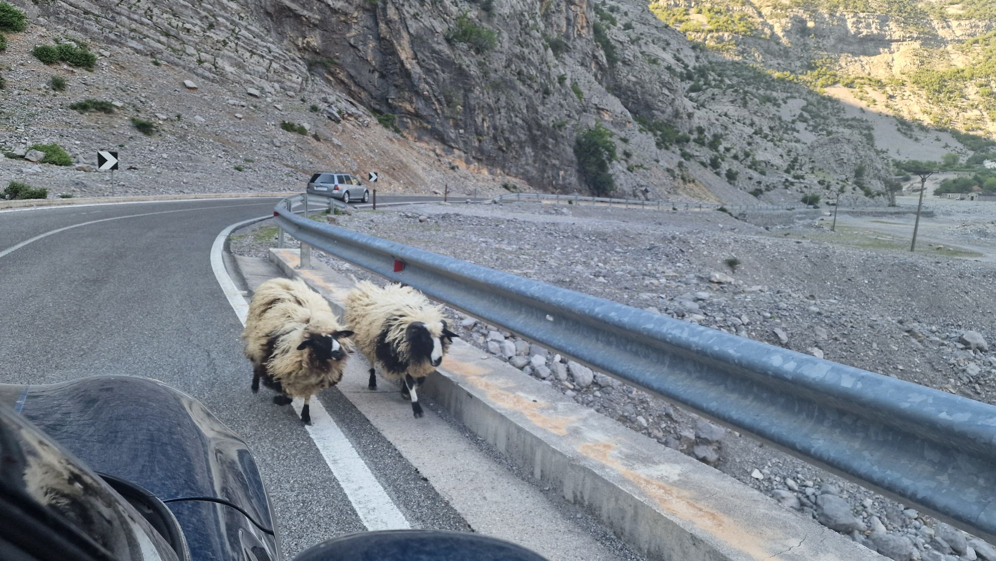 Schafherde auf der Straße in den Albanischen Alpen