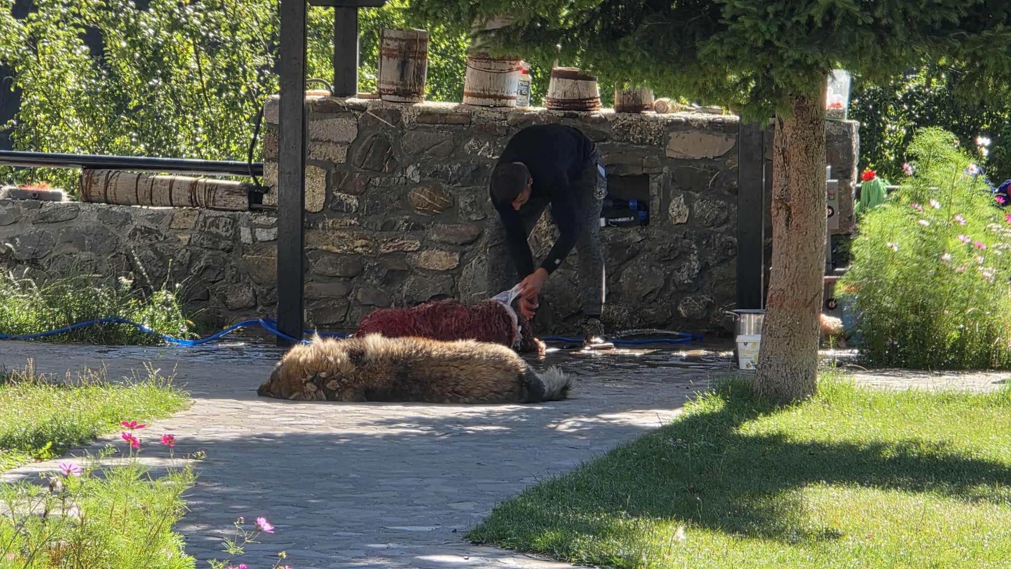 Vorbereitungen für eine Hausschlachtung in der Pension Alpini