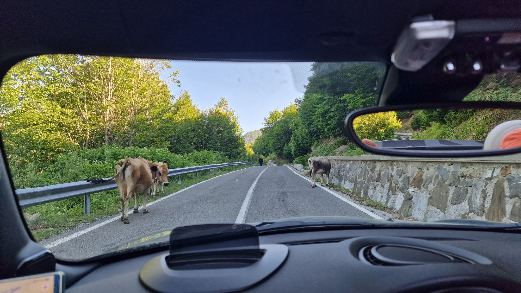 Kühe auf der Straße bei Lëpushë in Albanien