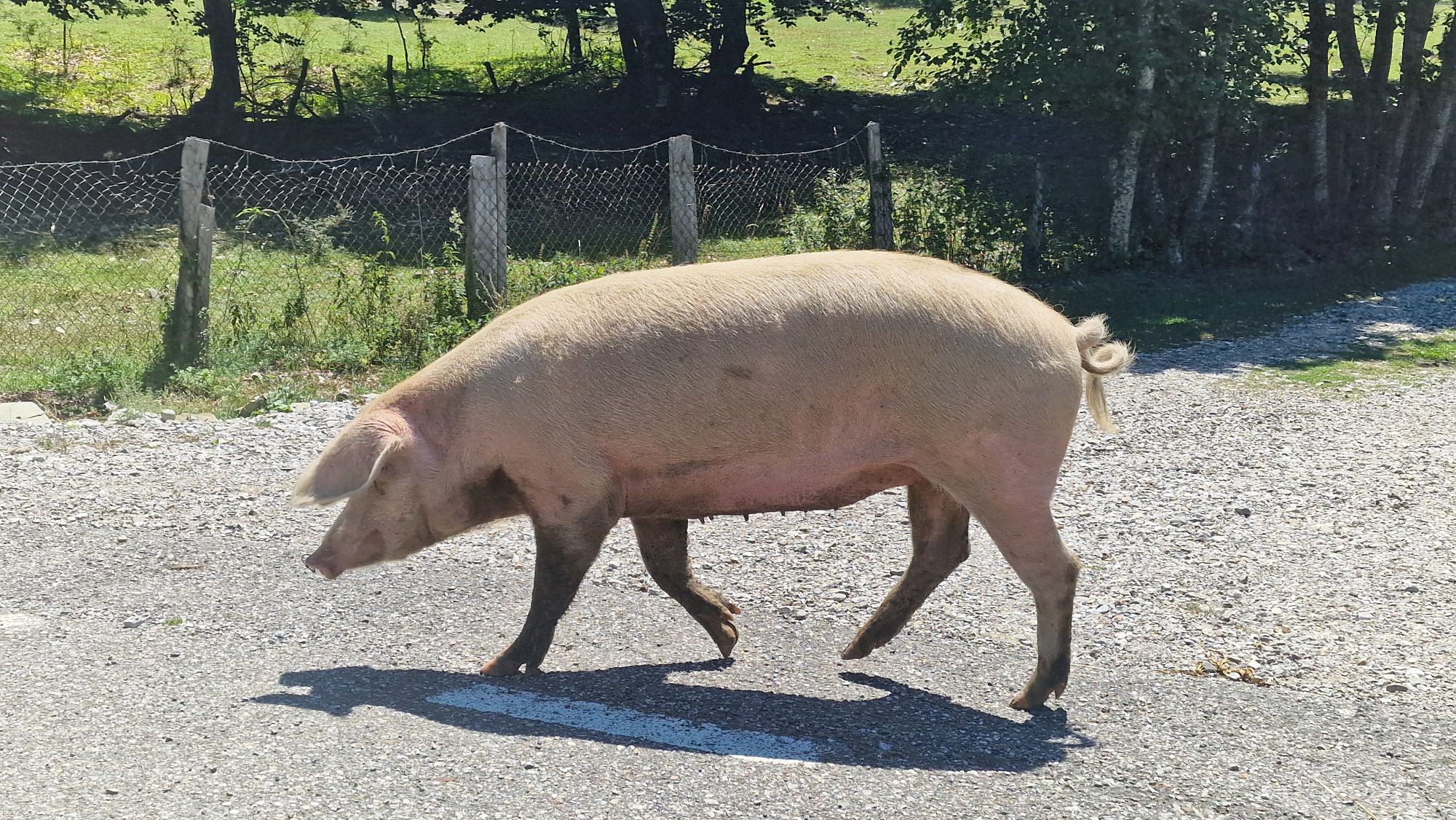 Schweine auf der Straße in Vermosh