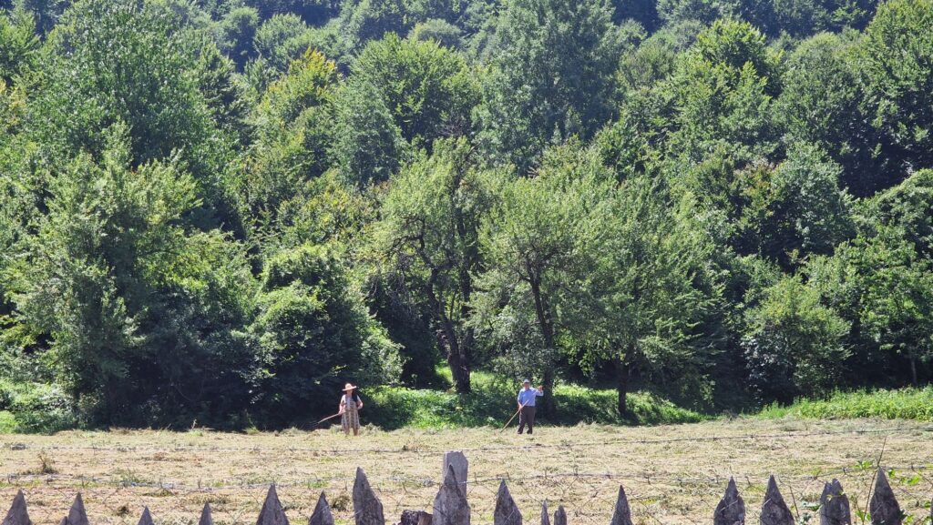 Heu wird auf einer Wiese in Vermosh von Hand gewendet