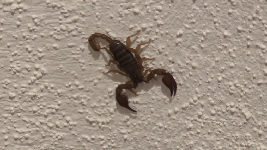 Kleiner Skorpion in der Küche unseres Trullos in Apulien