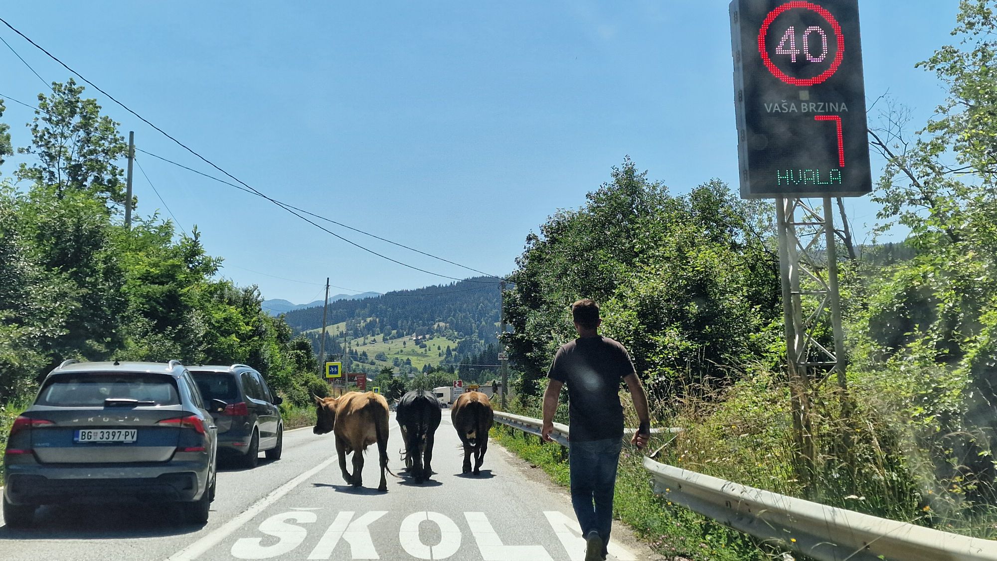 Kühe an einem Verkehrsschild im Kosovo