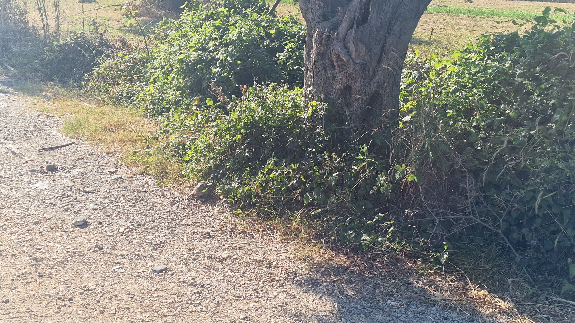 Eine Landschildkröte überquert langsam die Straße in Albanien
