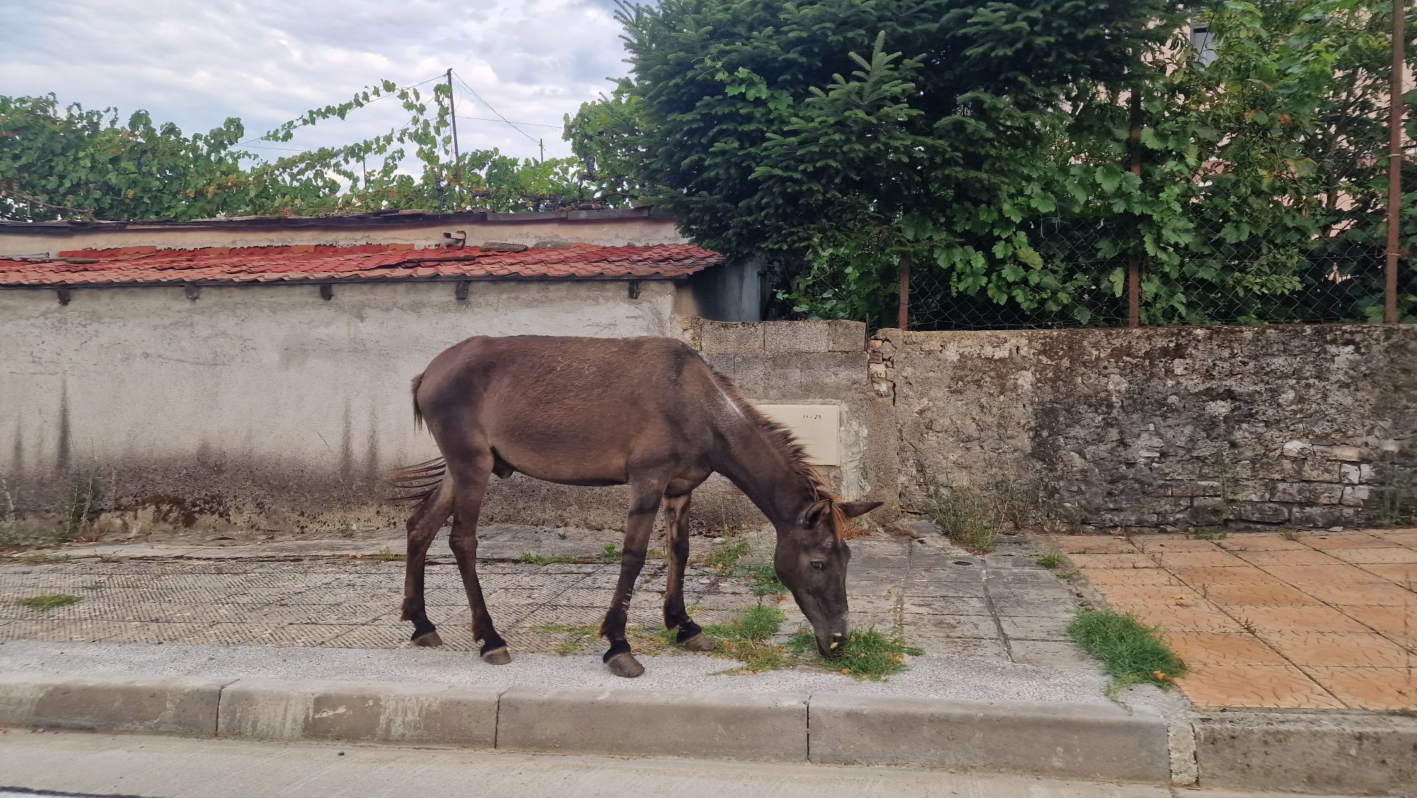 Tiere auf der Straße in Përmet