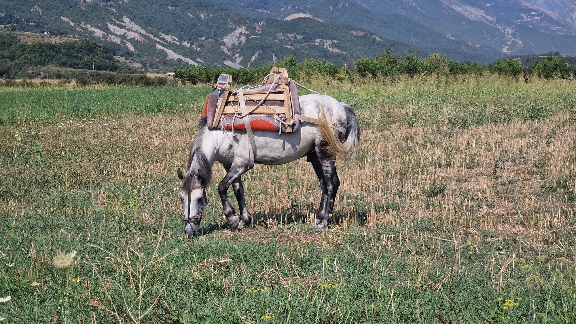 Pferd auf dem Weg von Përmet nach Tepelenë