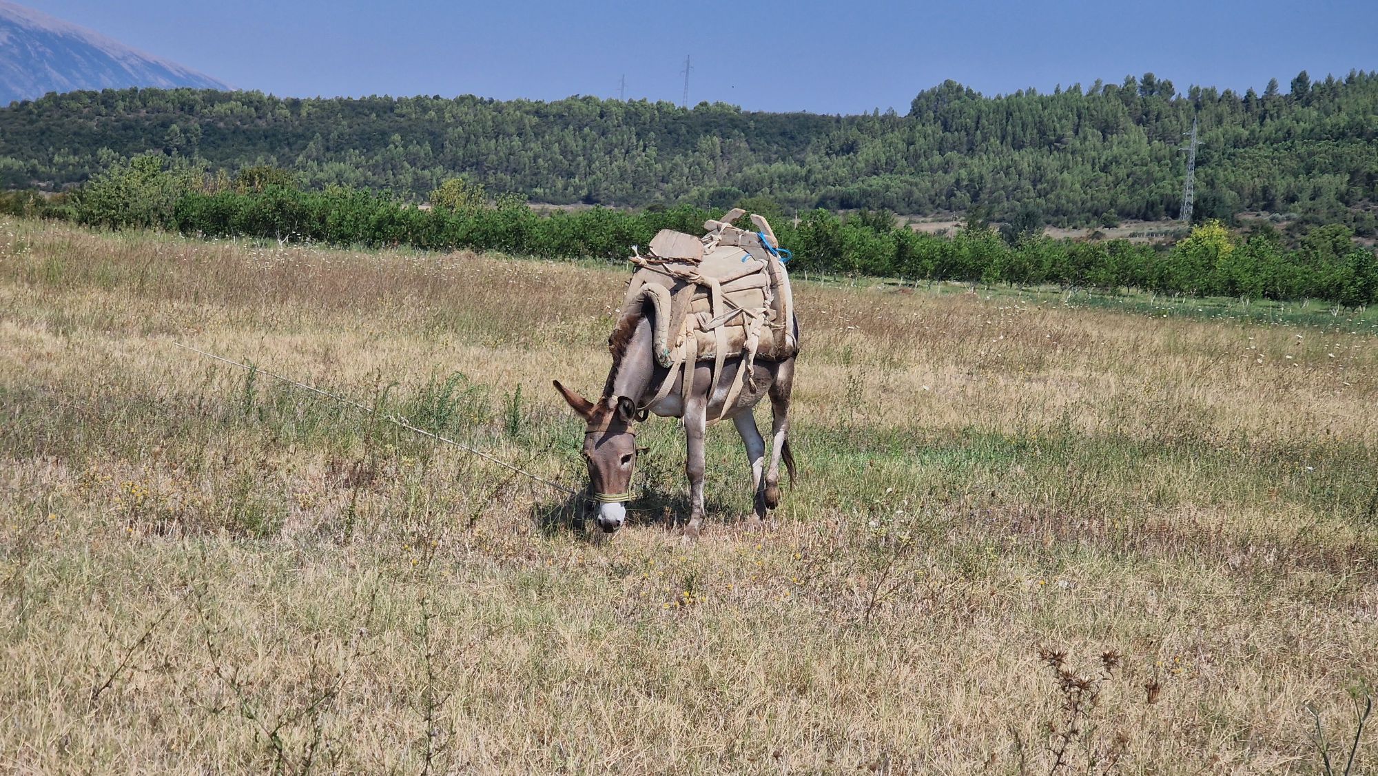 Esel am Straßenrand in Albanien