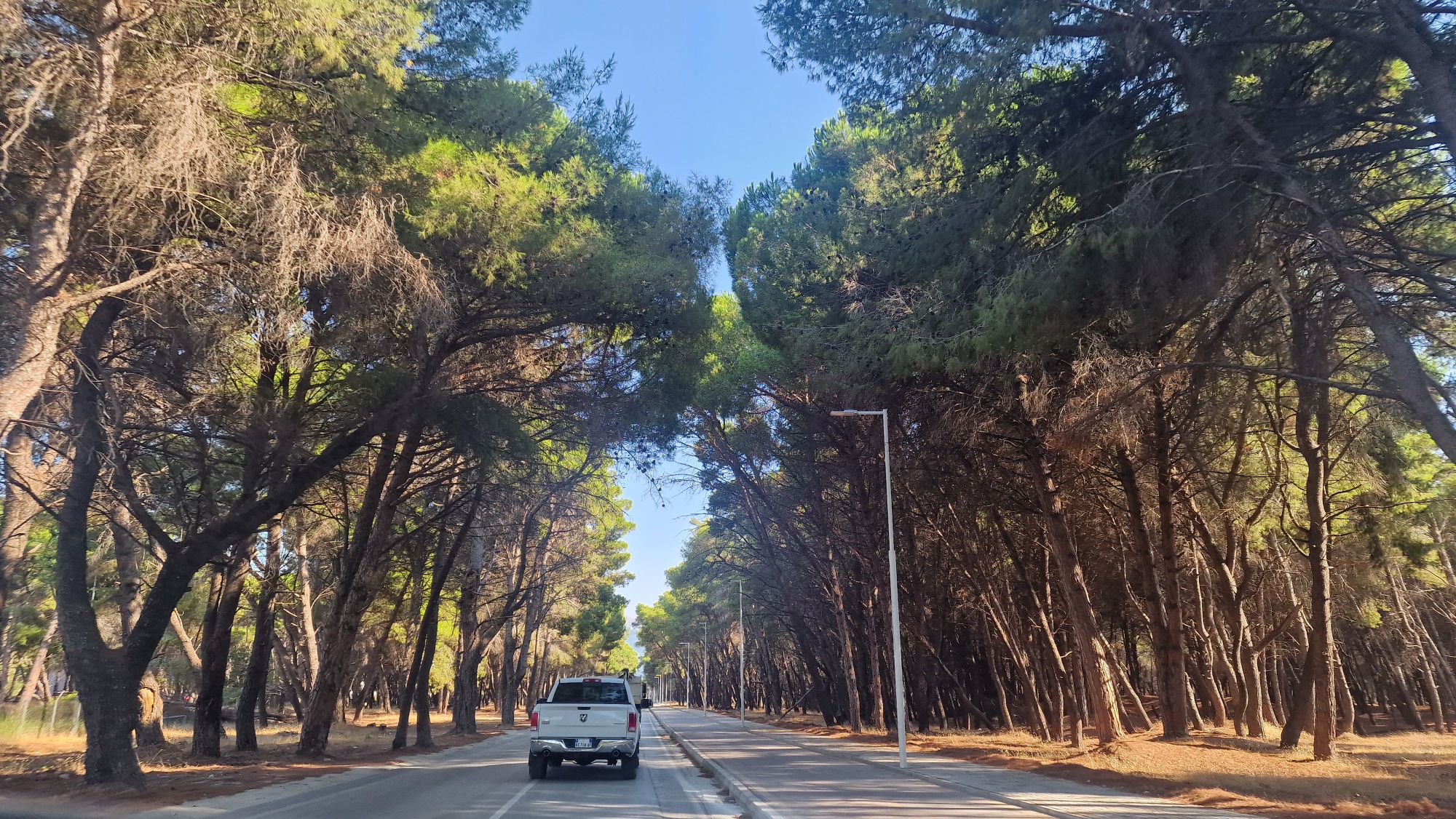 Kiefernallee am alten Strand von Vlorë
