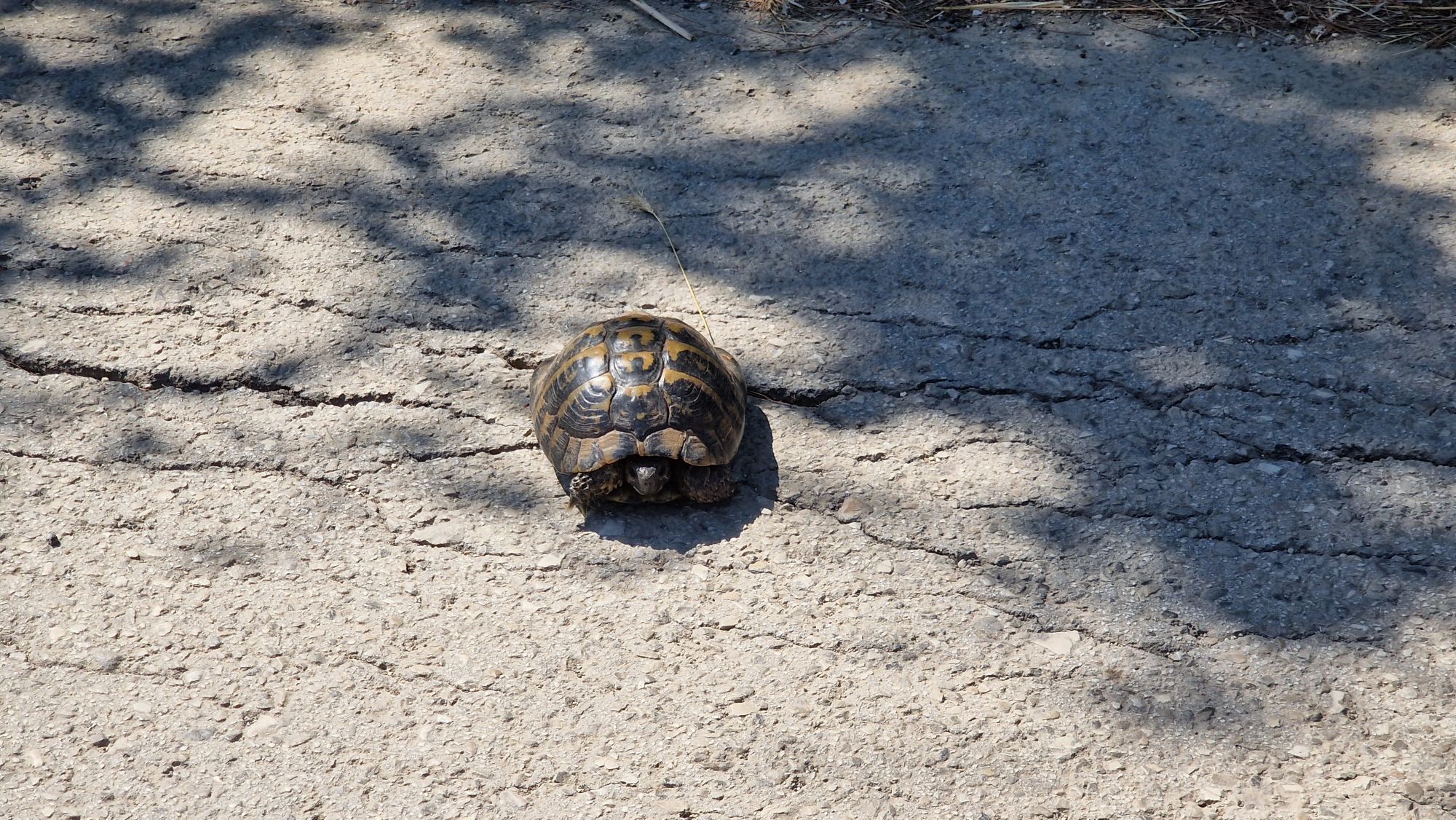 Schildkröte auf einer Straße im Hinterland Albaniens