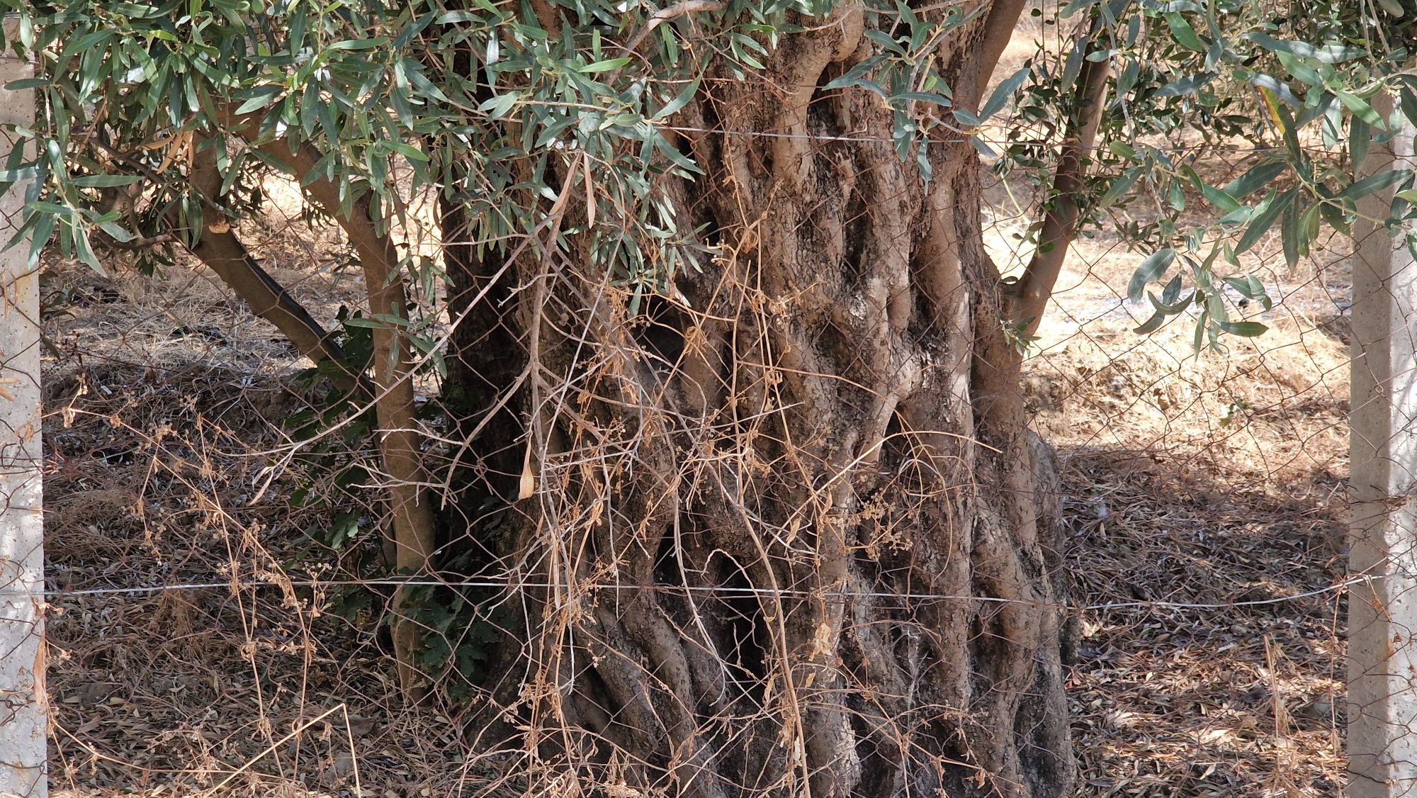 Alte Olivenbäume entlang der Serpentinen bei Selenicë