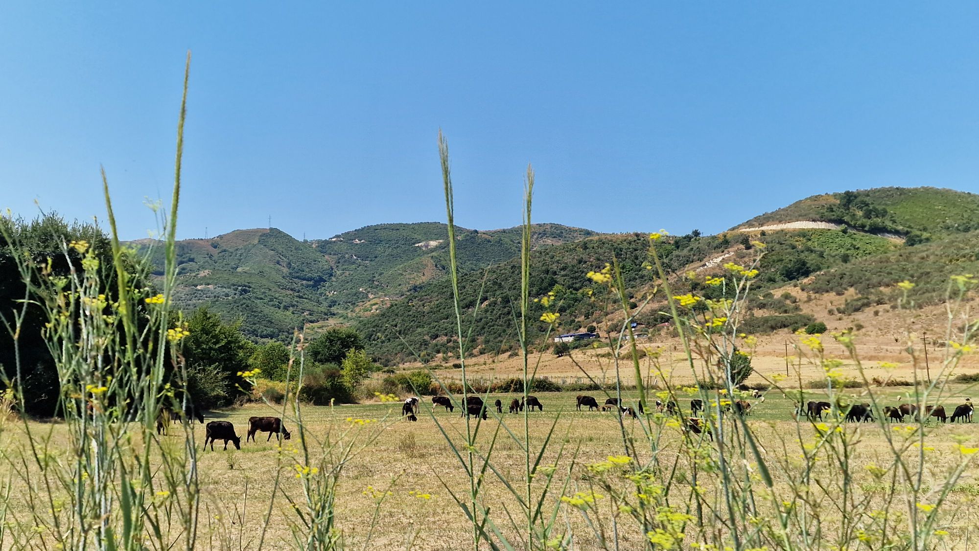 Kuhherde im Tal in Albanien