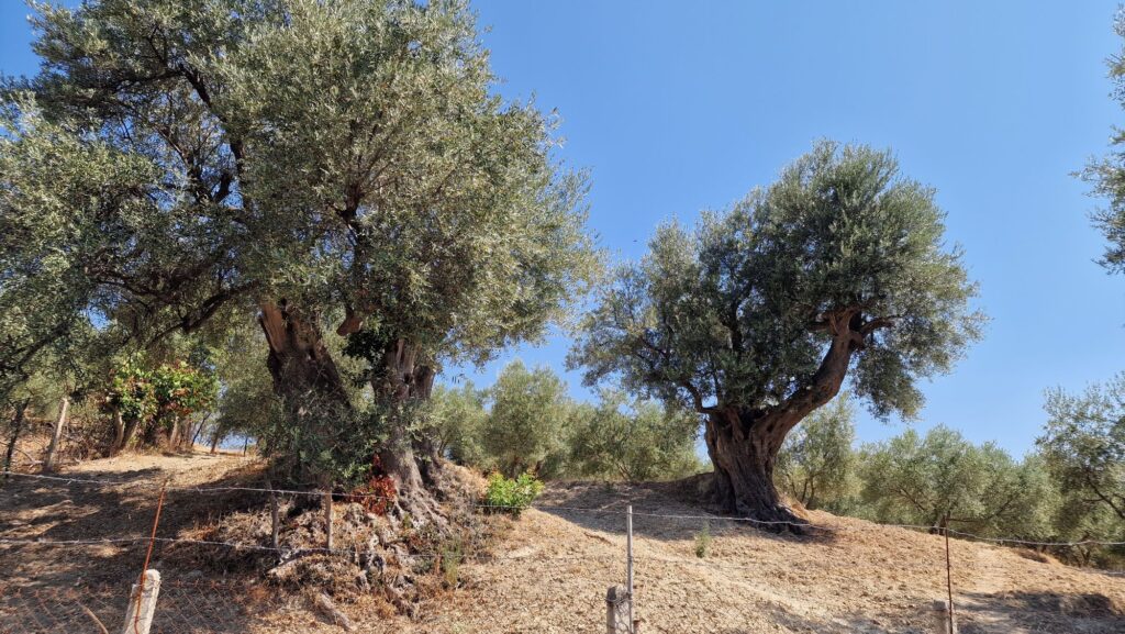 Alter Olivenhain im albanischen Hinterland