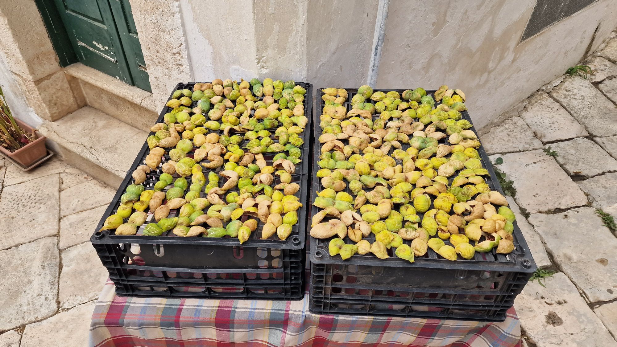 Feigen zum Trocknen in Martina Franca